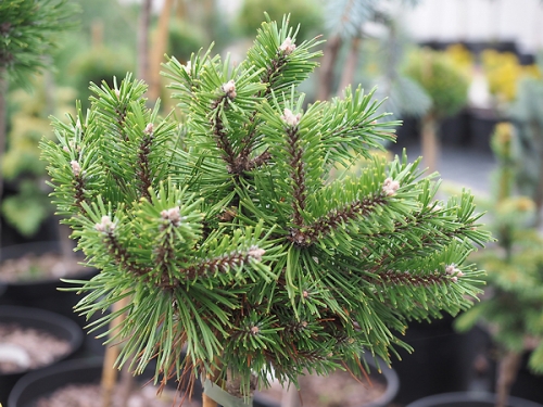 Pinus uncinata 'Compacta' Pa 